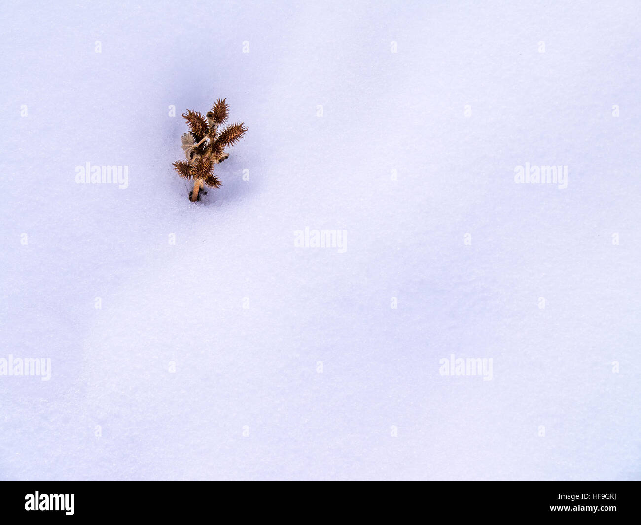 Isolato di sementi cluster pod in snow, minimalista Foto Stock