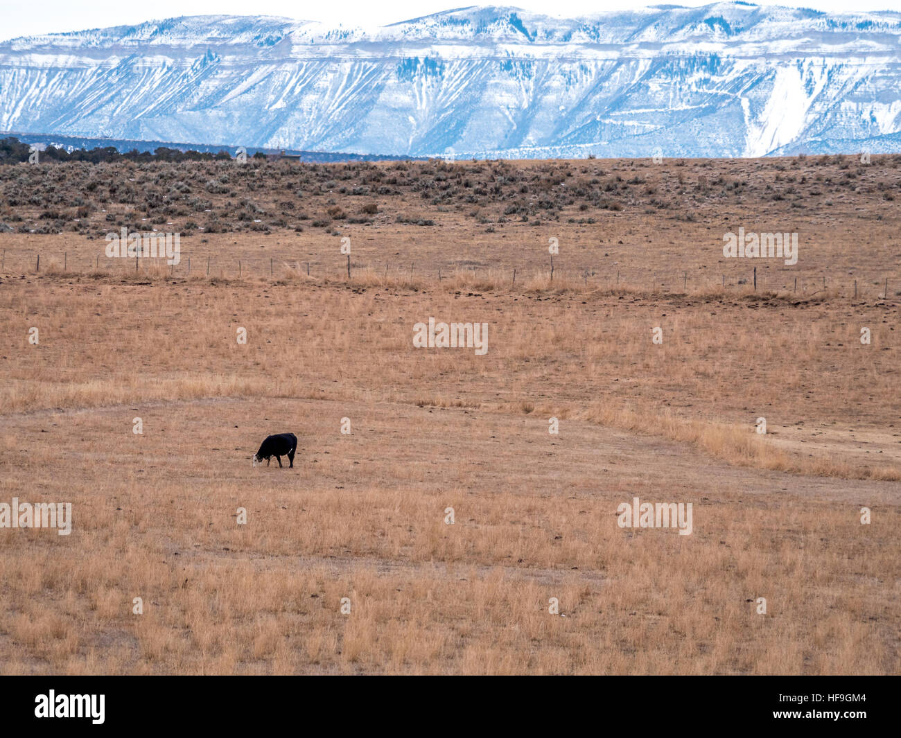 Isolate il pascolo di mucca in pascolo secco con sfondo di montagna Foto Stock