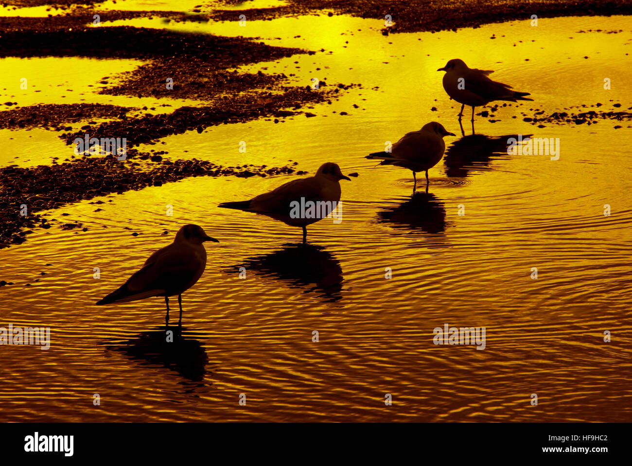 A testa nera Gabbiani Larus ridbundus sulla piscina costiera al tramonto Foto Stock