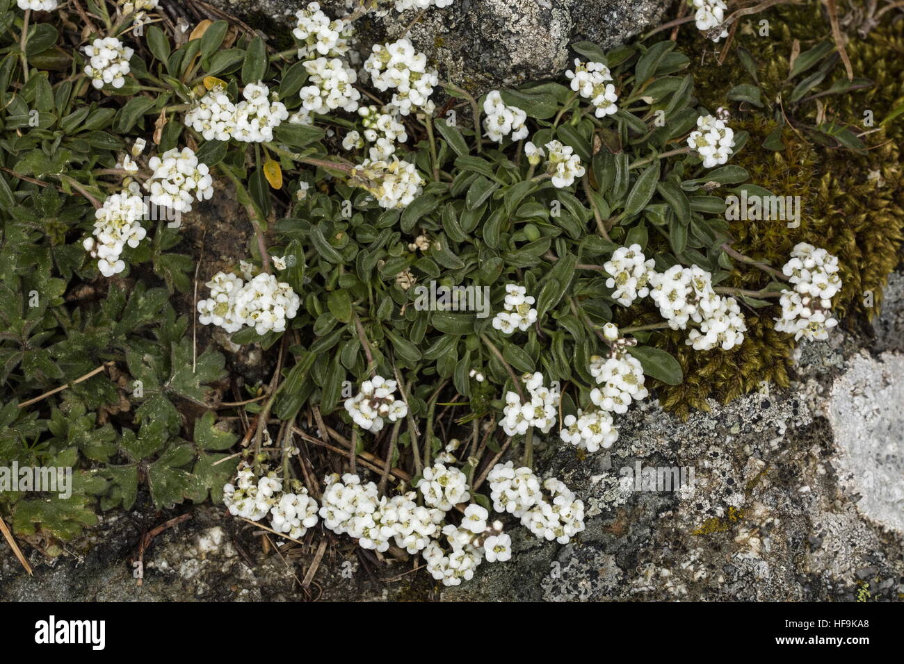 Lepidium hirtum oxyotum ssp nelle montagne della Corsica. Endemica di Corsica e Creta. Foto Stock