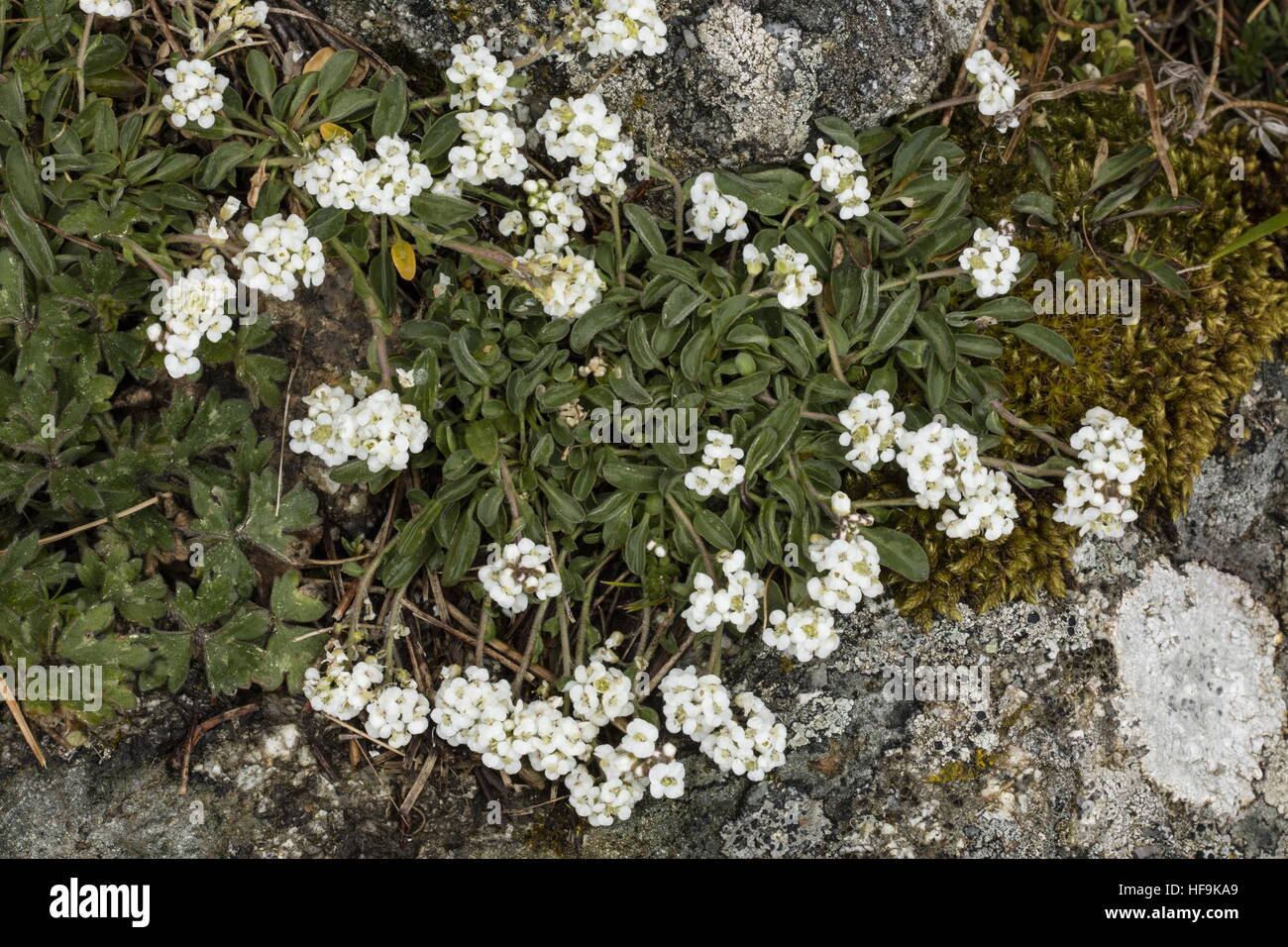 Lepidium hirtum oxyotum ssp nelle montagne della Corsica. Endemica di Corsica e Creta. Foto Stock