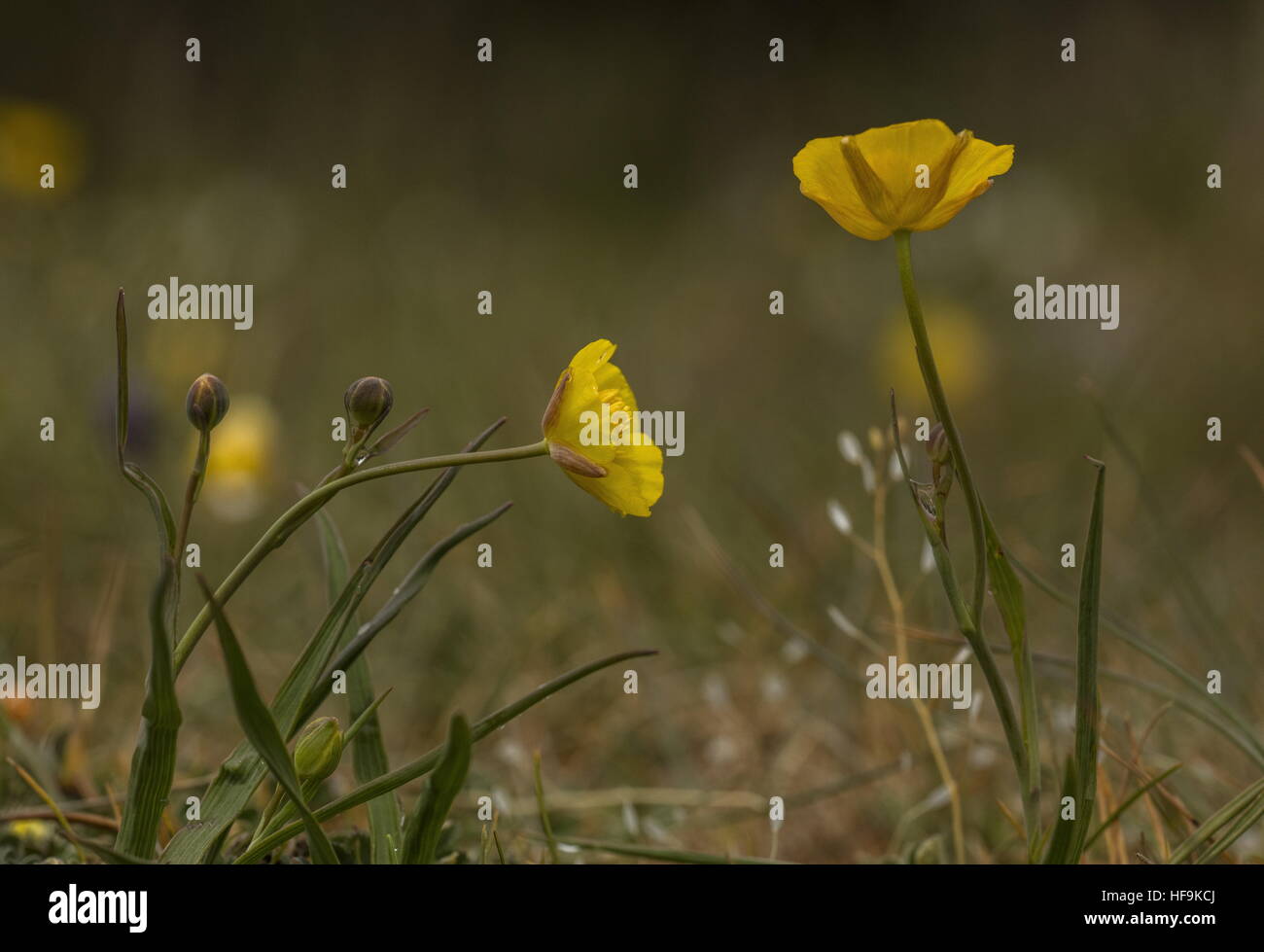 Erba-lasciava buttercup, Ranunculus gramineus in fiore sul calcare, Provenza, Francia. Foto Stock