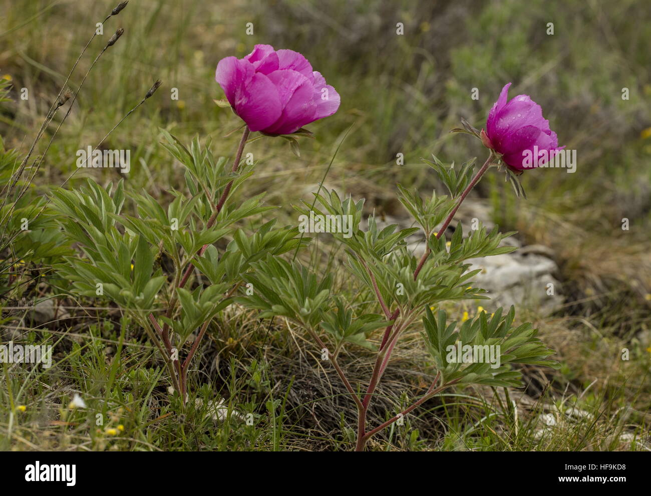 Paeonia officinalis ssp huthii immagini e fotografie stock ad alta ...