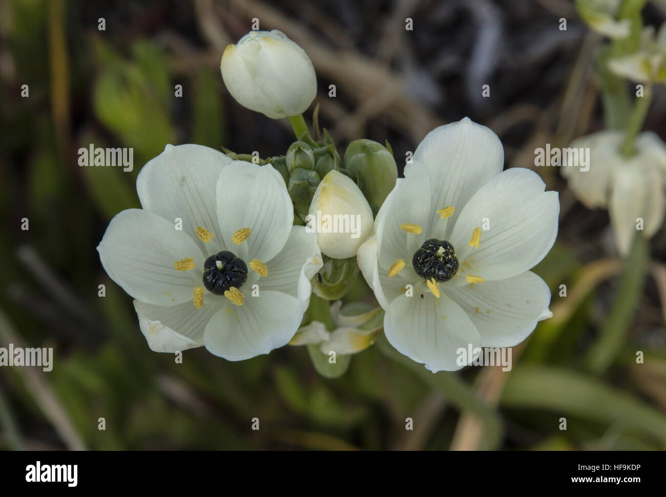 Arab's eye o Arabian starflower, Ornithogalum arabica, naturalizzato in Corsica. Da Sud Europa e Nord Africa. Foto Stock