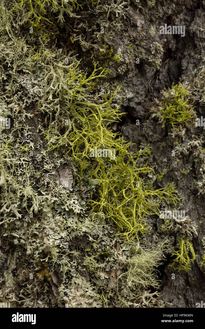 Lupo Lichen, Letharia vulpina sul larice antico ad alta altitudine, Alpi Marittime. Foto Stock