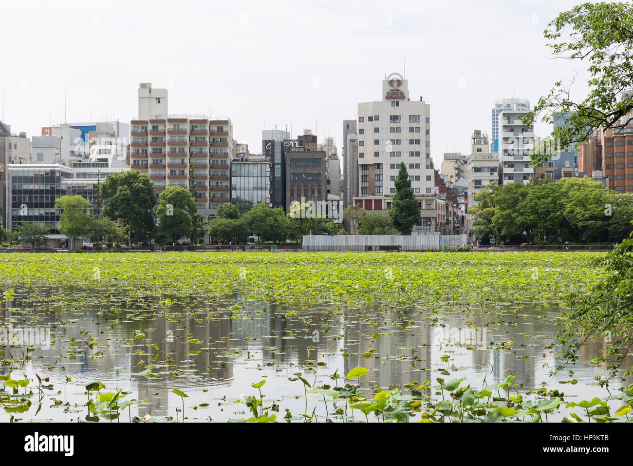 Shinobazu Pond, Ueno Koen, Taito City, Tokyo, Giappone Foto Stock