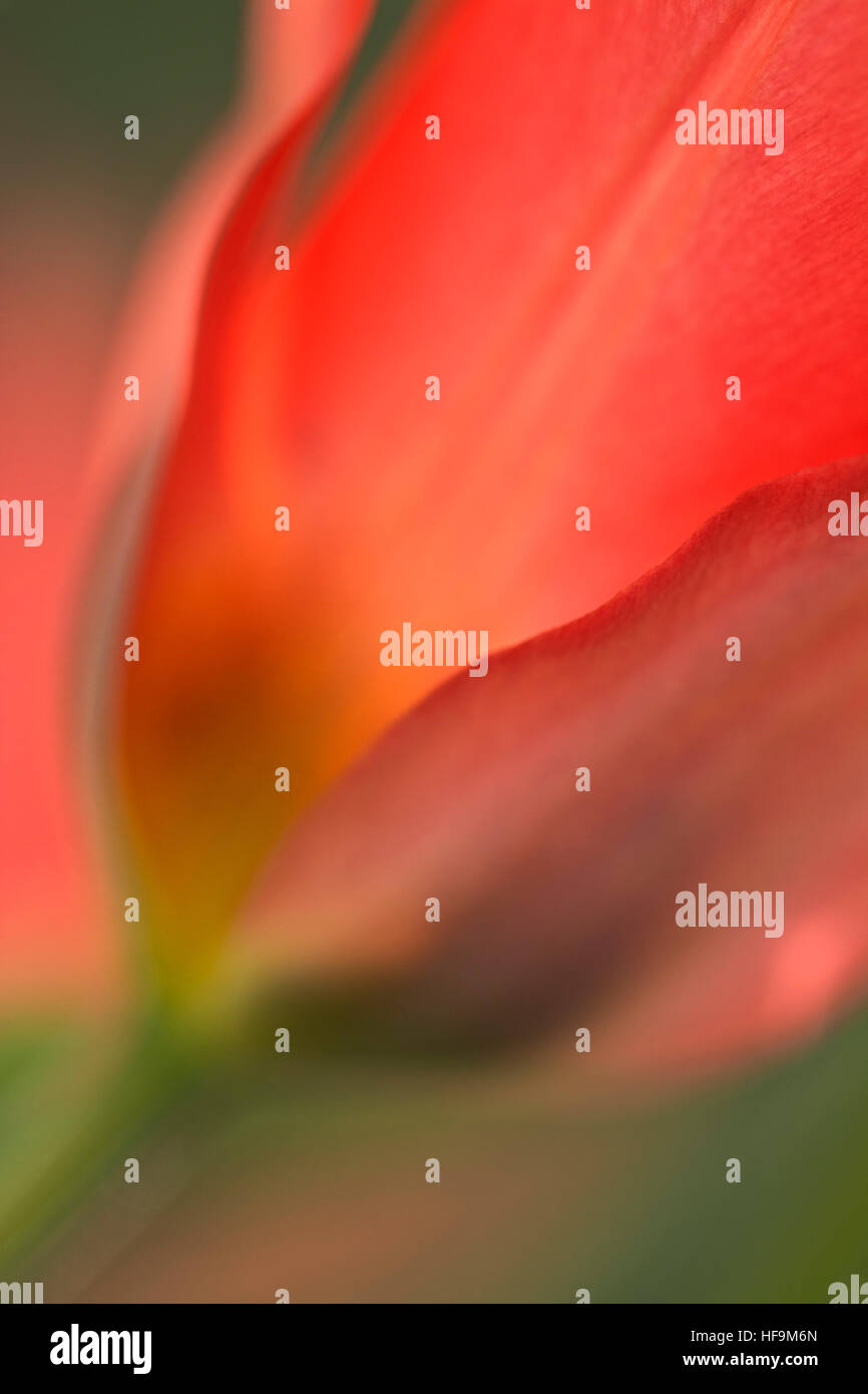 Red tulip (Tulipa), close-up Foto Stock
