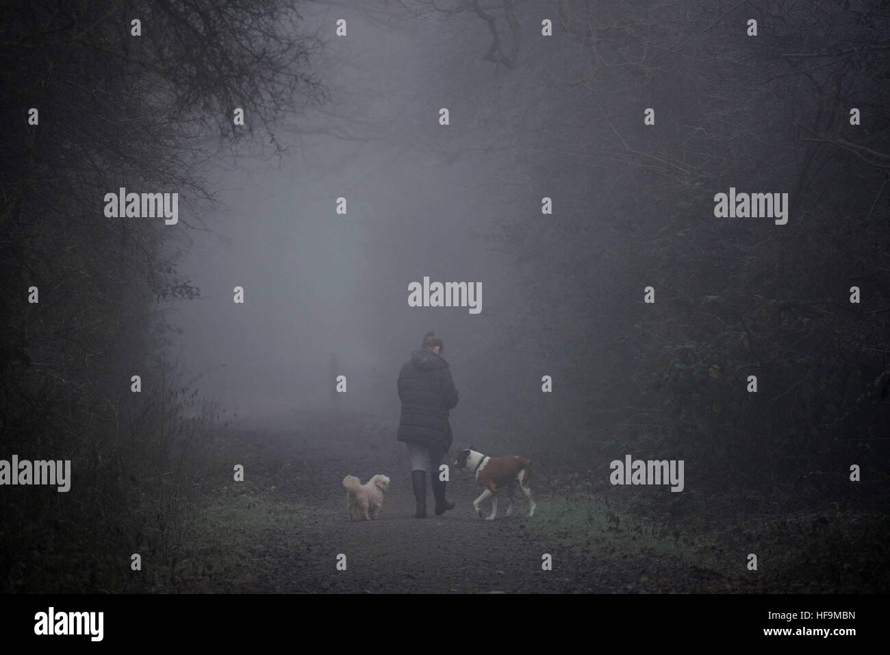 Un dog walker rende il loro modo attraverso la fitta nebbia nella Foresta di Epping, Essex. Foto Stock