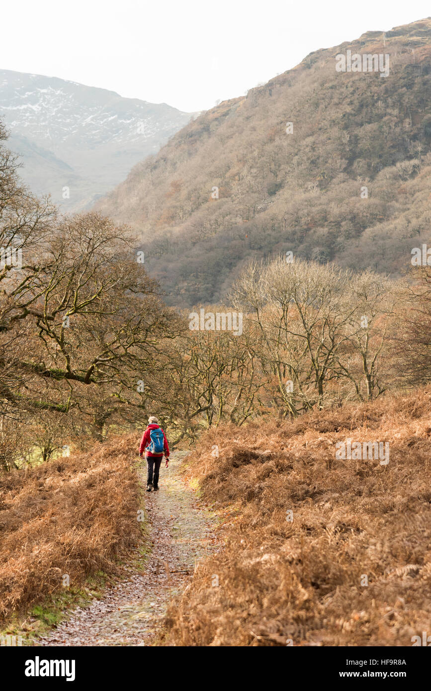 Una donna che cammina su un sentiero di campagna in Borrowdale Lake District Cumbria in inverno indossare una giacca a vento rosso Foto Stock