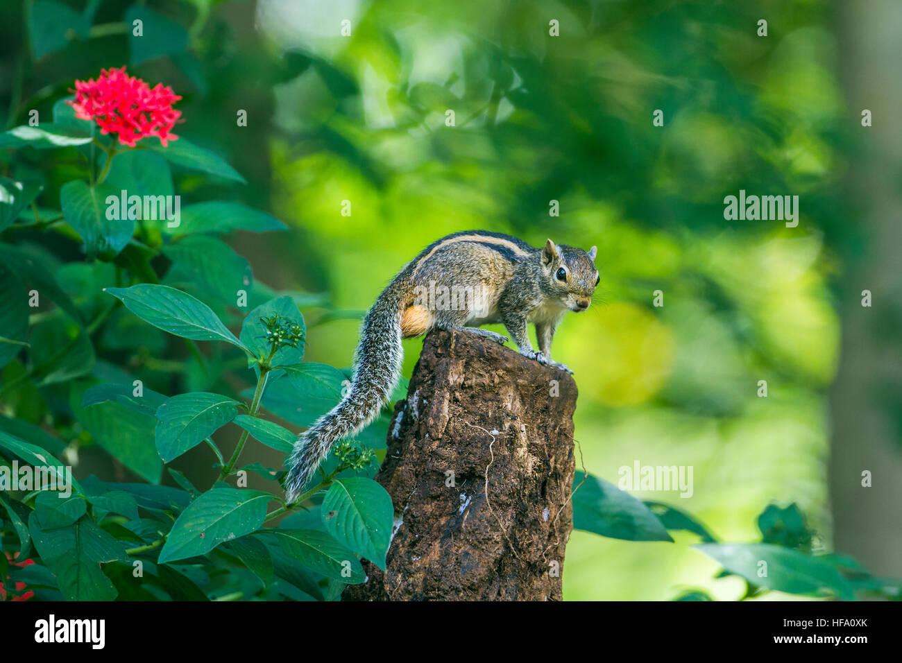 Indian palm scoiattolo in Minneriya national park, Sri Lanka ; specie Funambulus palmarum famiglia di Sciuridae Foto Stock