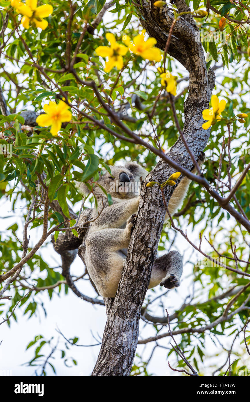Wild Koala, Magnetic Island, in Australia Foto Stock