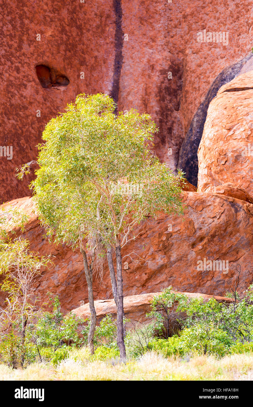 Uluru, dettagli. Territorio del Nord, l'Australia Foto Stock