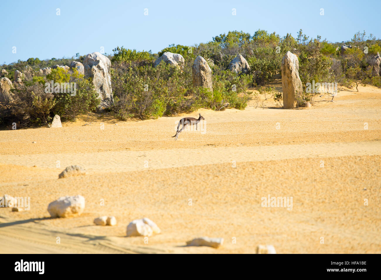 Kangaroo al Deserto Pinnacles, Australia occidentale Foto Stock
