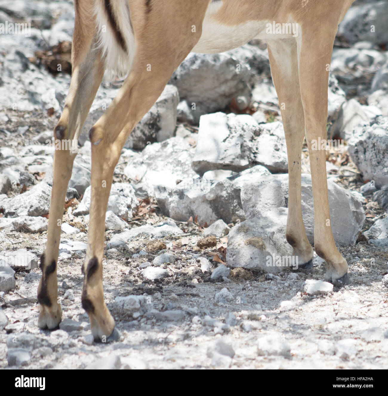 Close up di un animale gambe Foto Stock