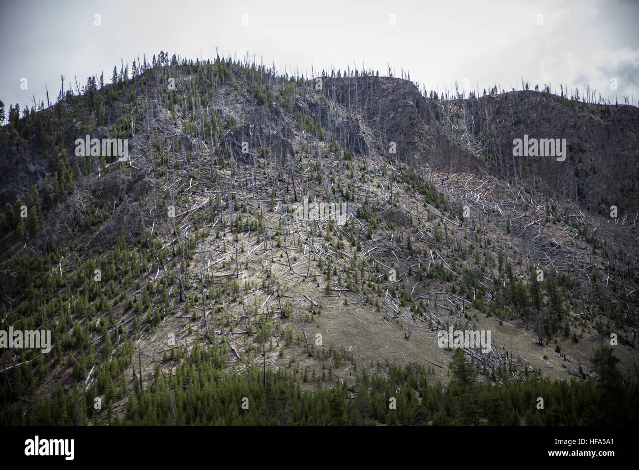 Struttura di Yellowstone Beetle distruzione Foto Stock