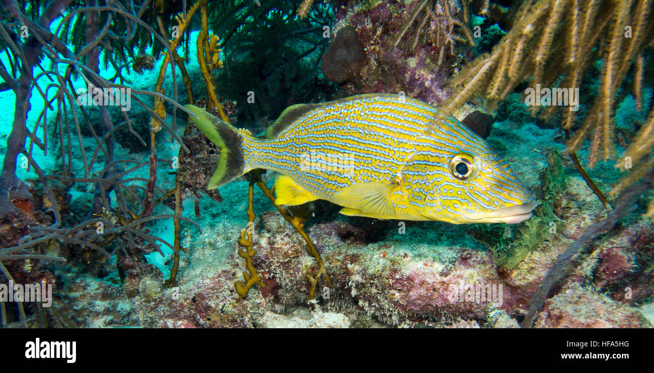 Grunt francese nascondere in corallo Foto Stock