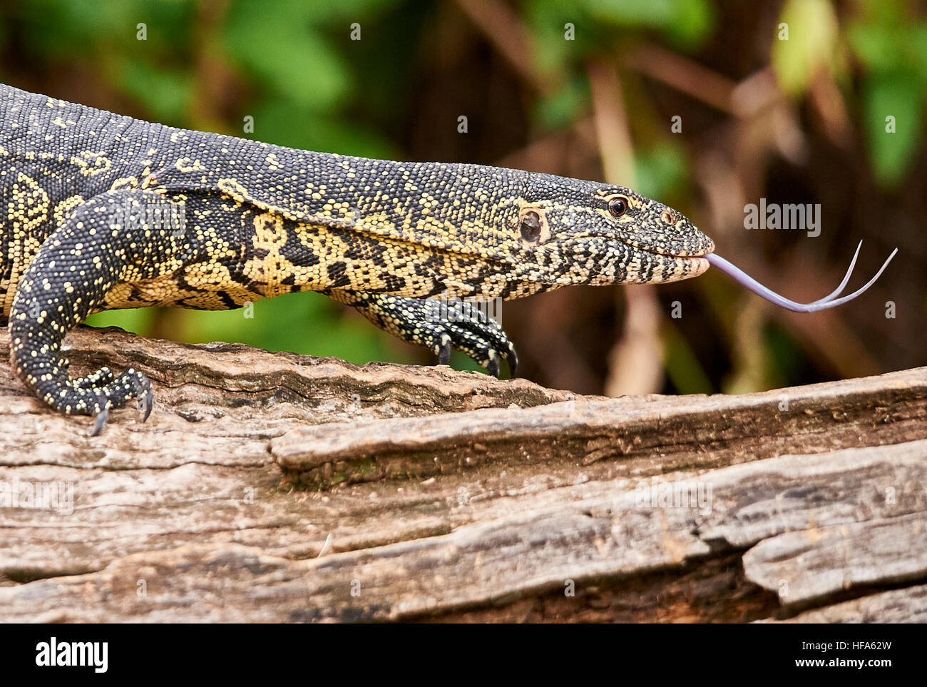 Monitor del Nilo Lizard passeggiando sopra un albero morto tronco alla riva del lago Duluti, Tanzania Foto Stock