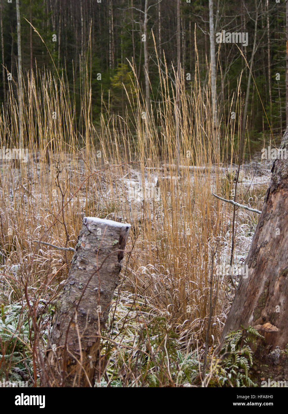 Naturali linee verticali, erba secca cannucce, sawed via tronco di betulla, campo ghiacciato, scuro tronchi di albero Oslo Norvegia Foto Stock