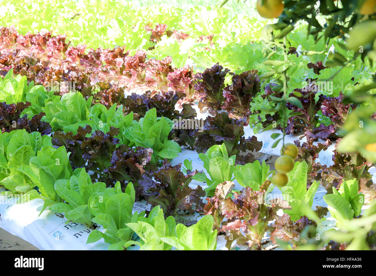 Urbano giardino vegetale Foto Stock