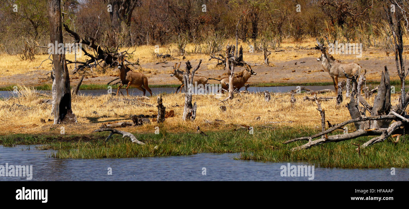 Allevamento di bella molto reticenti Stefano antelope scendendo da bere in Okavango Delta Foto Stock