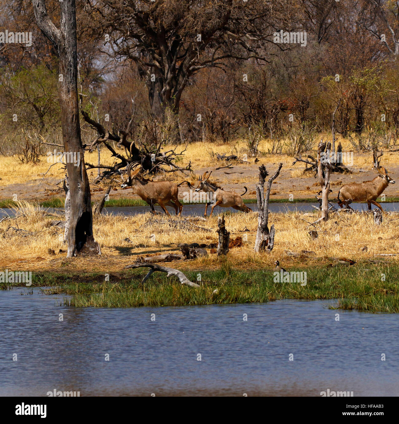 Allevamento di bella molto reticenti Stefano antelope scendendo da bere in Okavango Delta Foto Stock