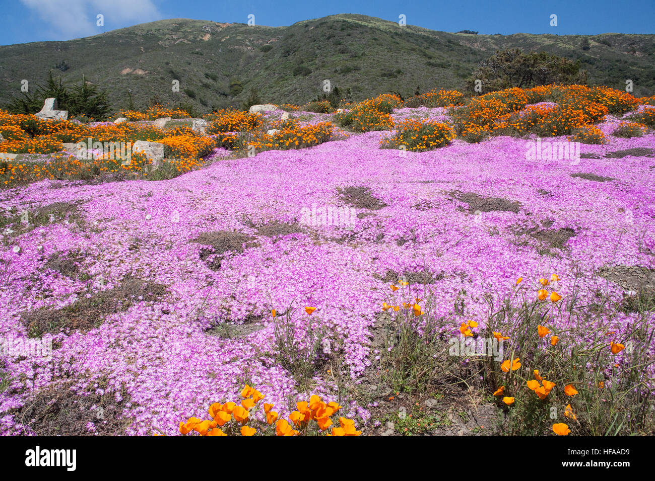 Fiori in primavera lungo la strada nazionale 101,Pacific Coast Highway,PCH, California, U.S.A.,Stati Uniti d'America, Foto Stock
