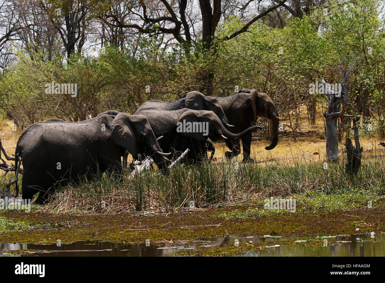 La matriarca dell' elefante africano con il suo grazioso baby & il resto della mandria di presenze Foto Stock