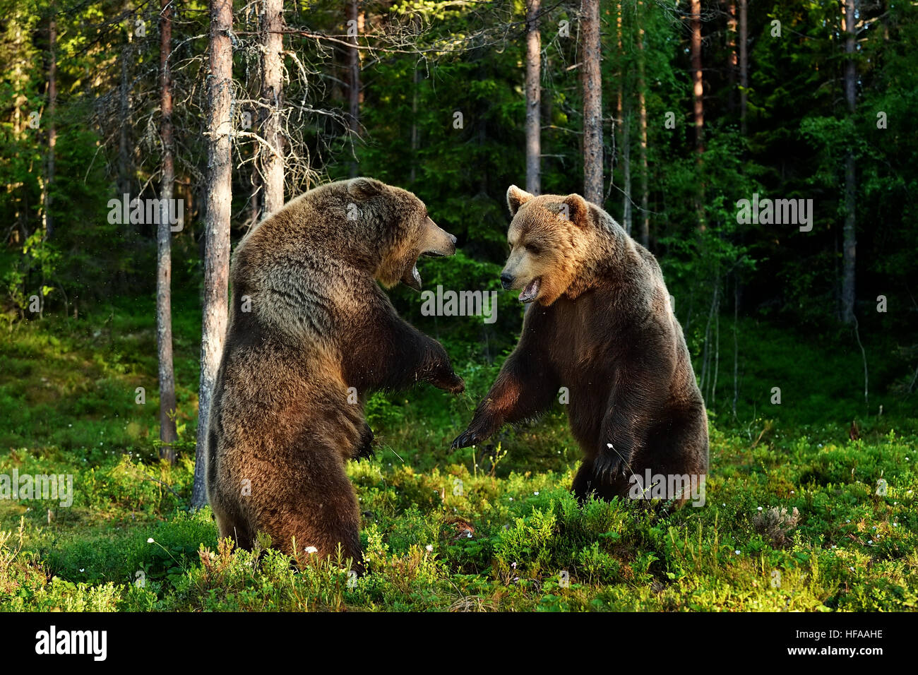 Orso bruno lotta. Orso bruno di aggressione. Foto Stock