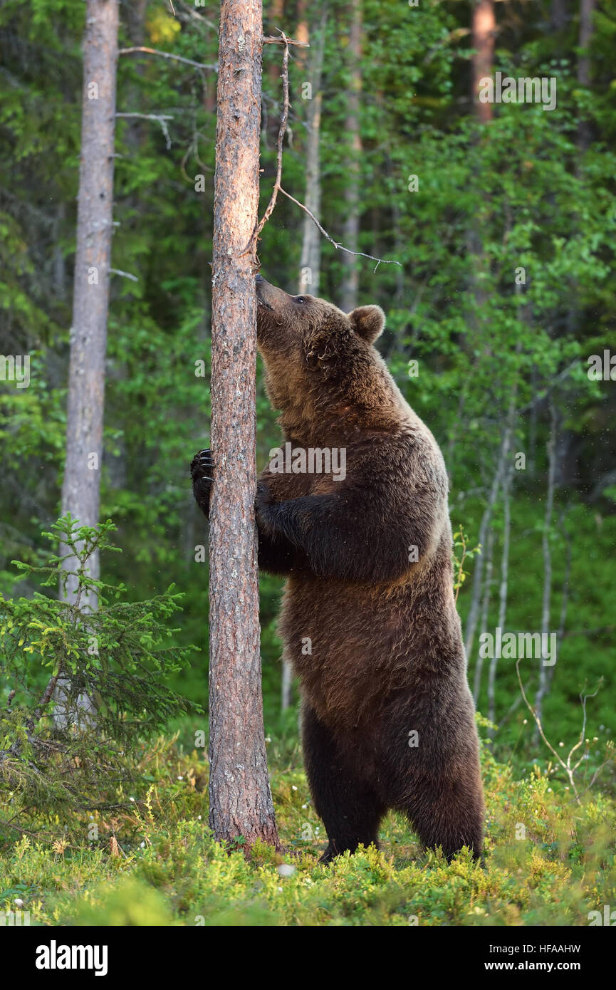 Orso bruno abbracciando un albero. Orso bruno in piedi. Orso in Piedi. Foto Stock