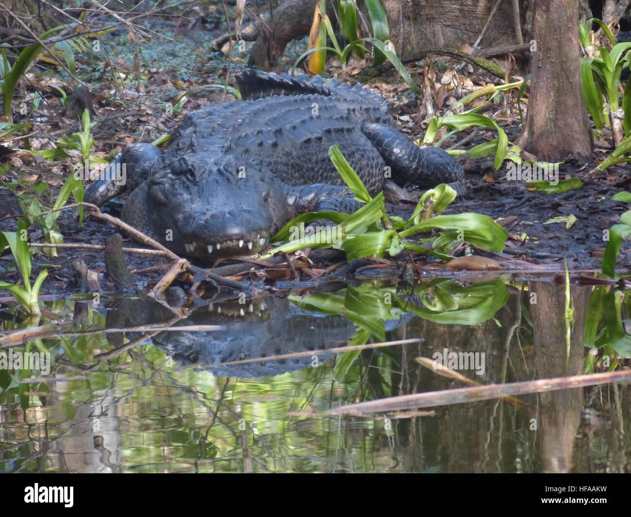Il coccodrillo americano digerendo in ombra in Everglades della Florida Foto Stock