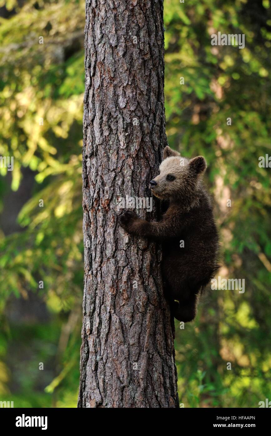 Bear Cub si arrampica la struttura ad albero Foto Stock