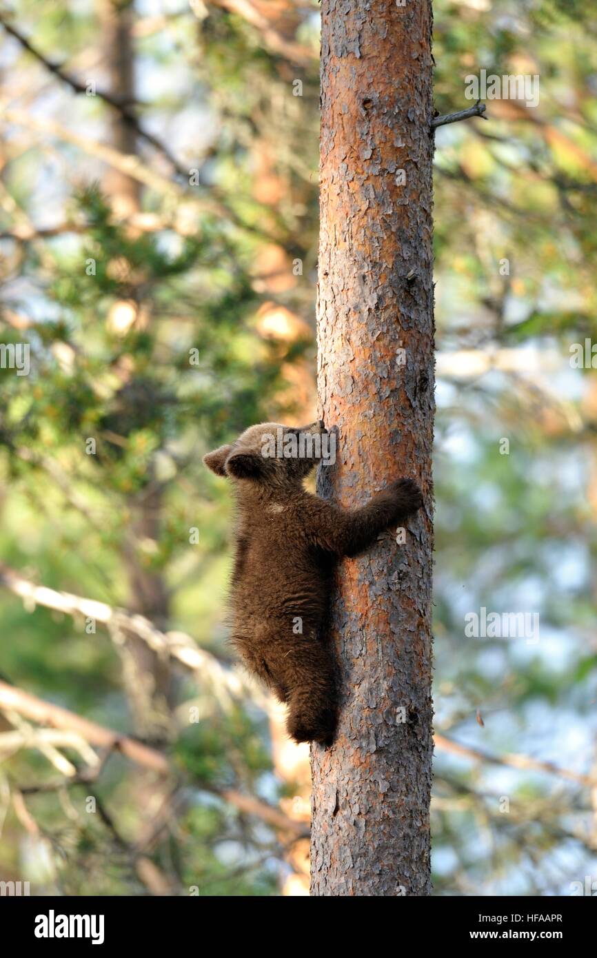 Bear Cub arrampicata su un albero Foto Stock