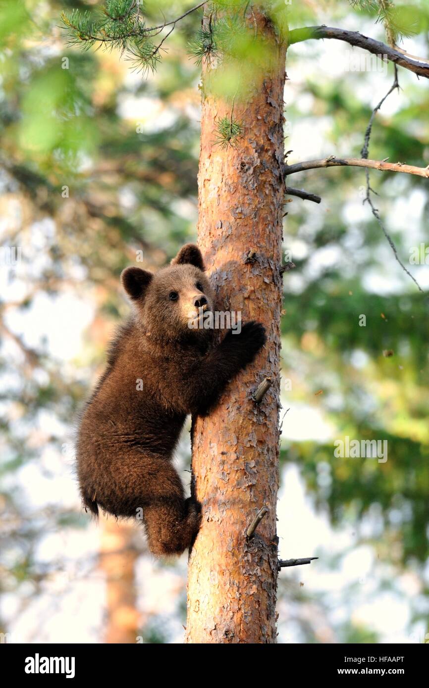 Brown Bear Cub abbracciando tree Foto Stock