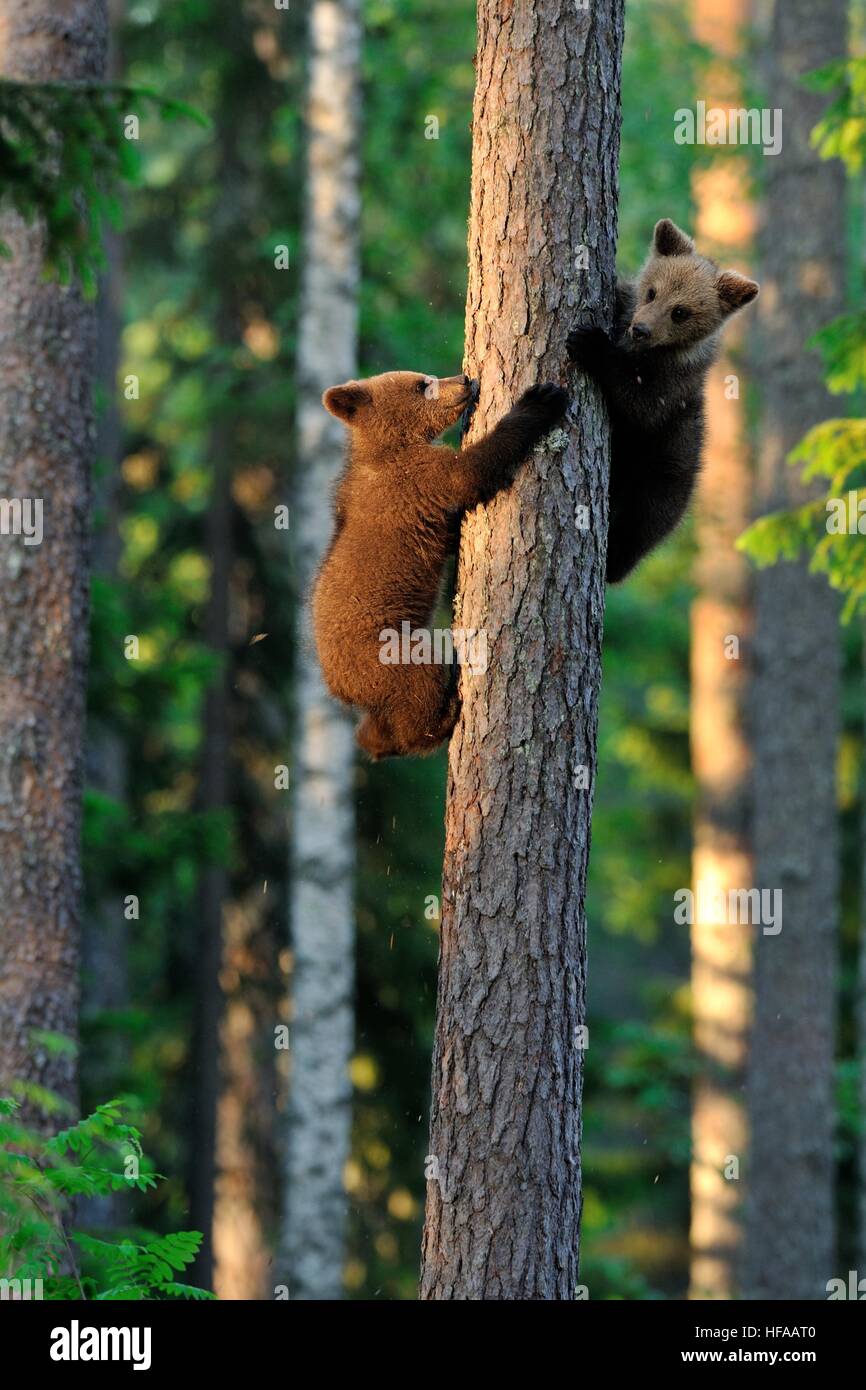 Orso bruno Cubs arrampicata su un albero Foto Stock