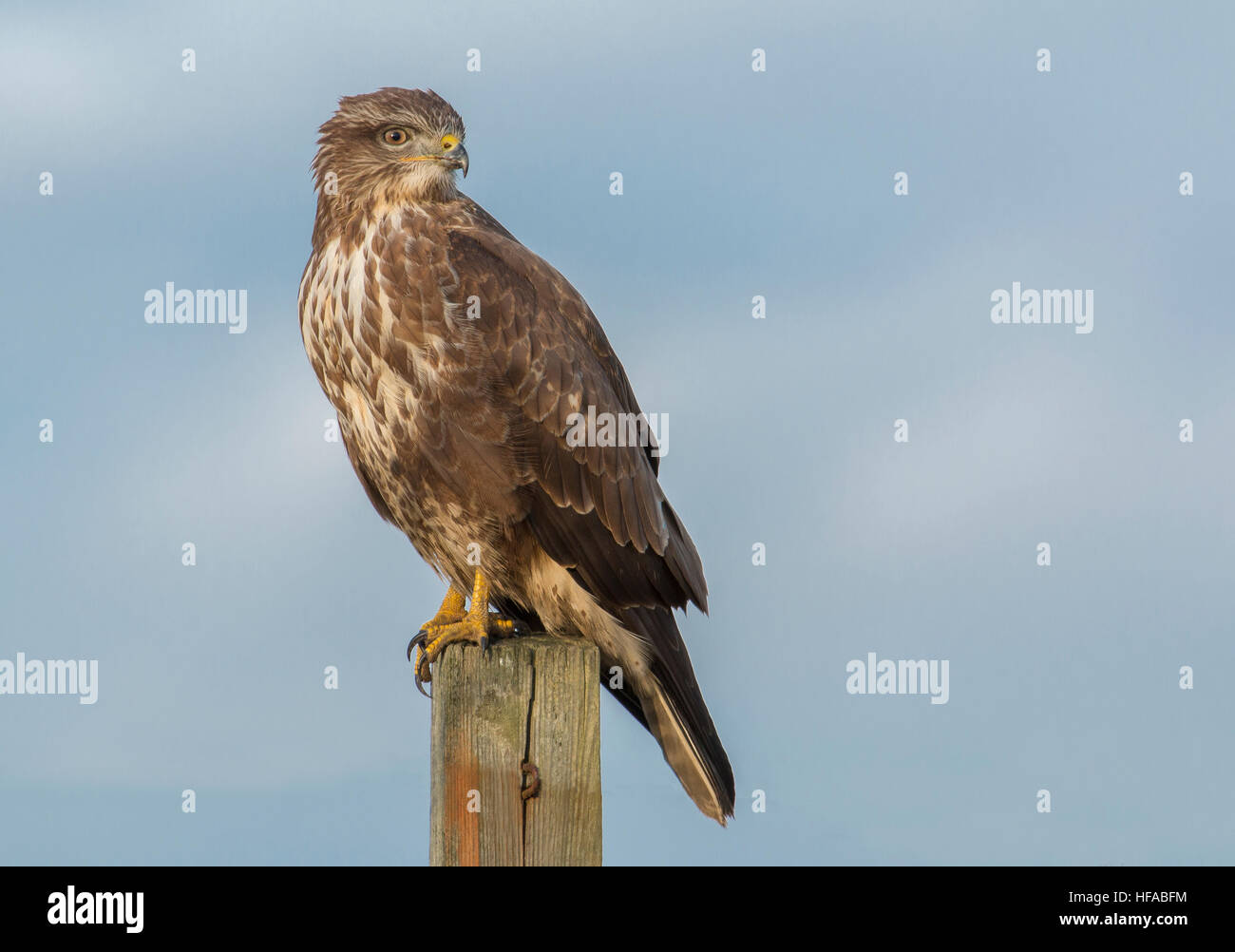 Comune Poiana Buteo buteo Foto Stock