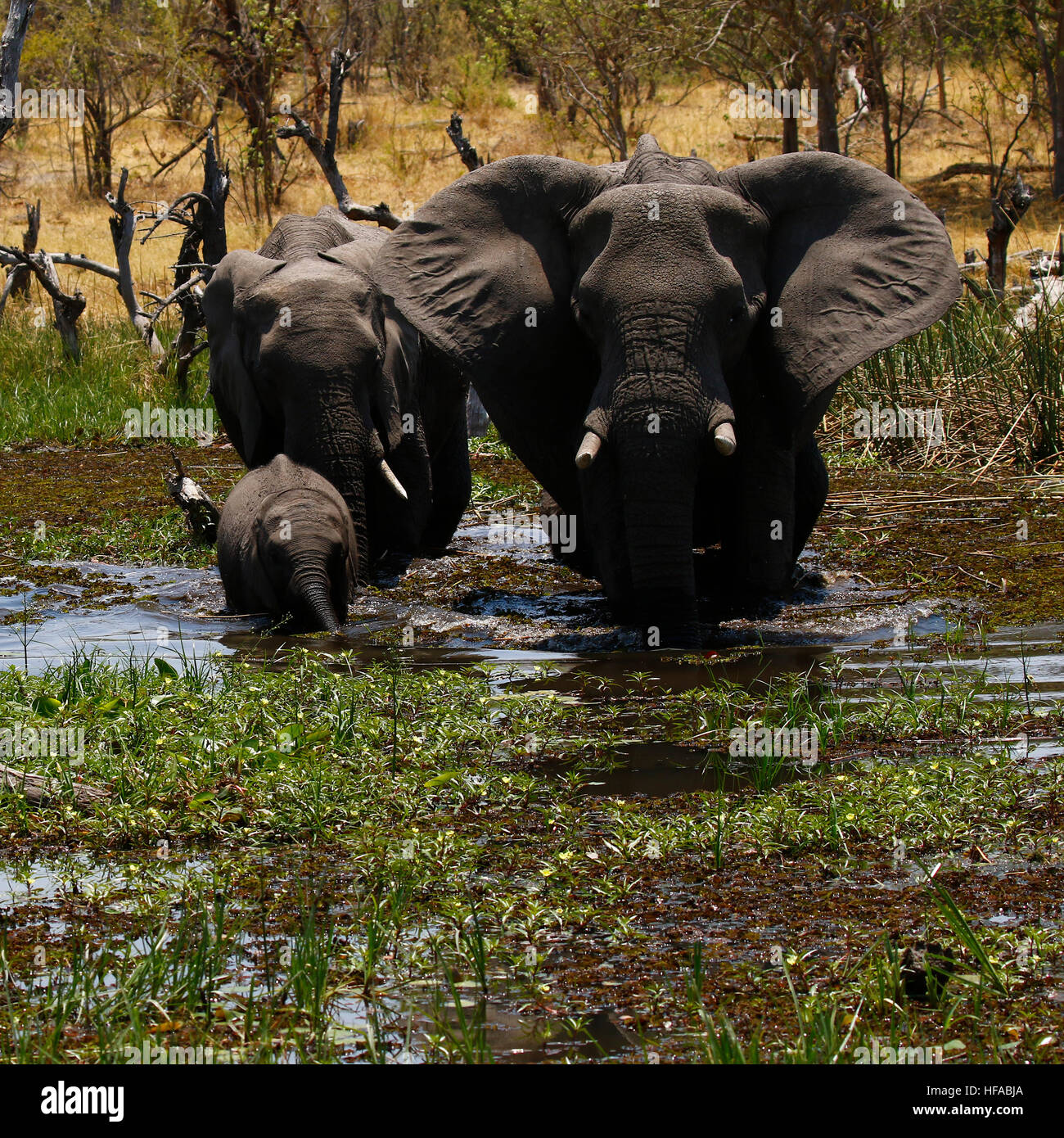 La matriarca dell' elefante africano con il suo grazioso baby & il resto della mandria di presenze Foto Stock