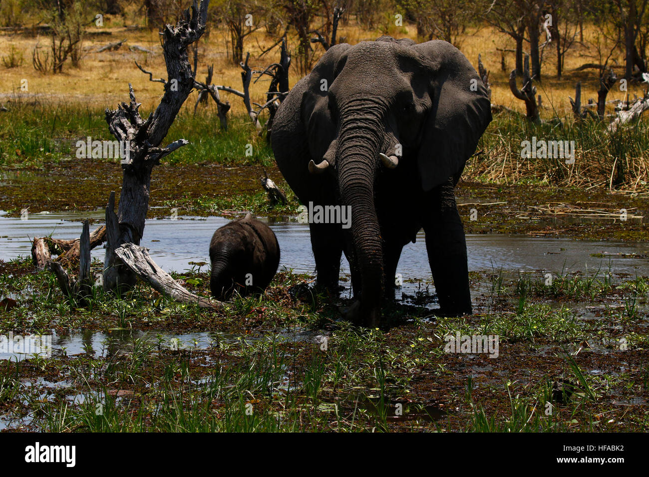 La matriarca dell' elefante africano con il suo grazioso baby & il resto della mandria di presenze Foto Stock