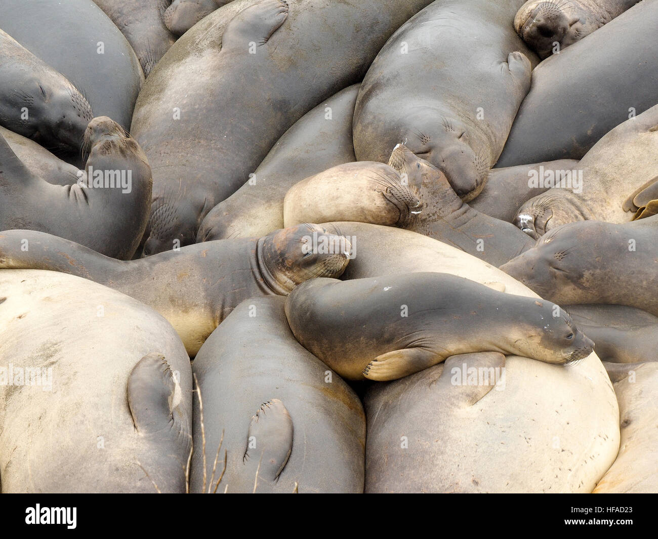 Guarnizioni di elefante Foto Stock