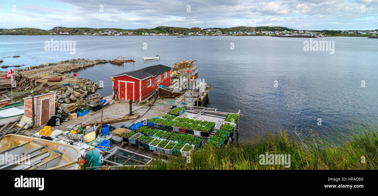 Red shack su un dock & giardino scatole lungo Twillingate villaggio litorale. Vista su tutta l'acqua alla città, rurale di Terranova, Canada. Foto Stock