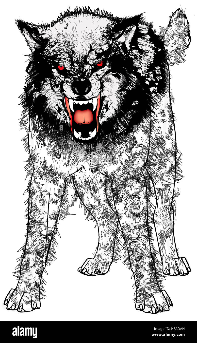 Illustrazione di un molto arrabbiato lupo feroce. Foto Stock