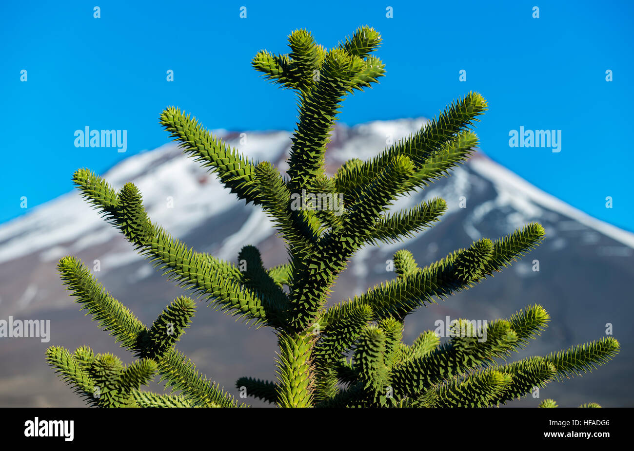 Araucaria, Malalcahuello, Cile Foto Stock