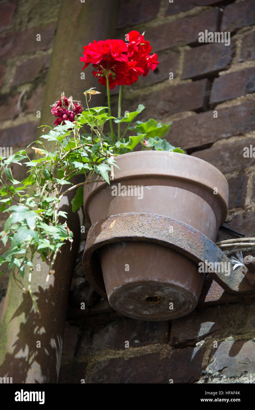 Piante in vaso Foto Stock