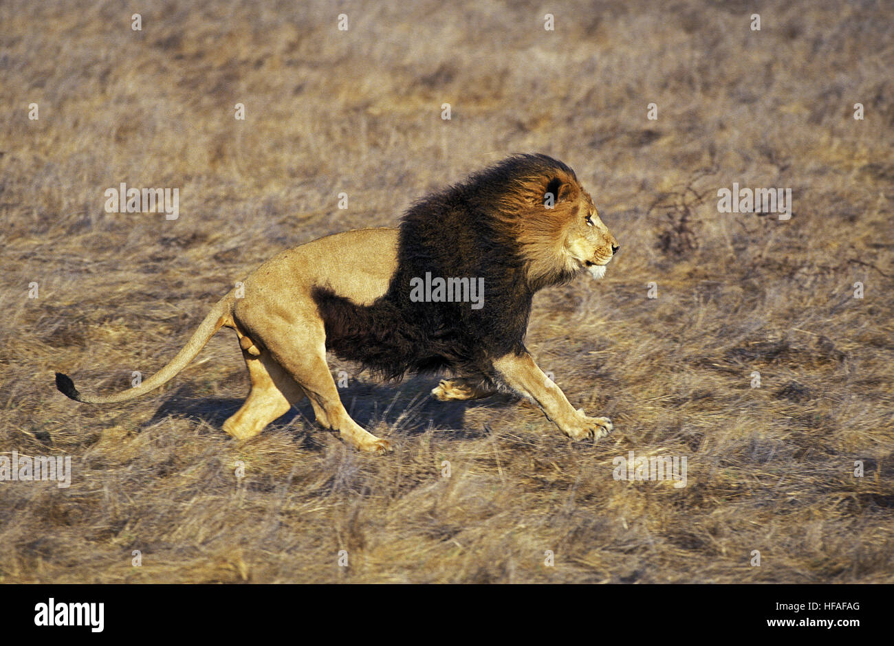 Leone africano, panthera leo, maschio in esecuzione Foto Stock