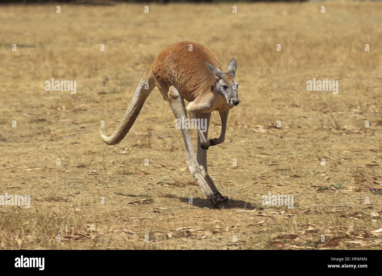 Canguro rosso, macropus rufus, maschio, Australia Foto Stock