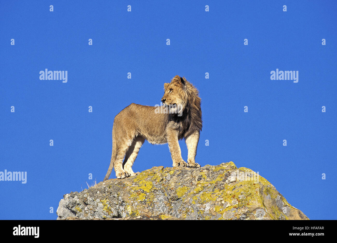 Leone africano, panthera leo, giovane maschio in piedi nella roccia Foto Stock