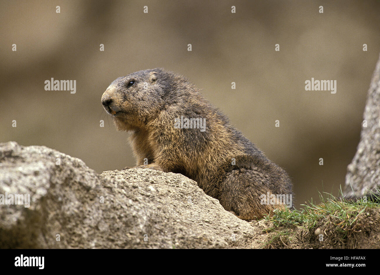 La marmotta alpina, Marmota marmota, adulti in piedi sulle rocce, Alpi nel Sud Est della Francia Foto Stock
