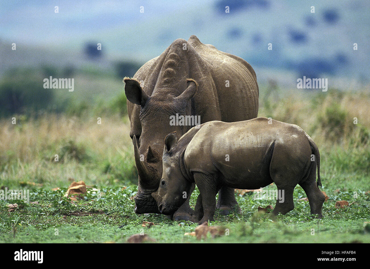 Rinoceronte bianco, Ceratotherium simum, madre e del polpaccio, Sud Africa Foto Stock