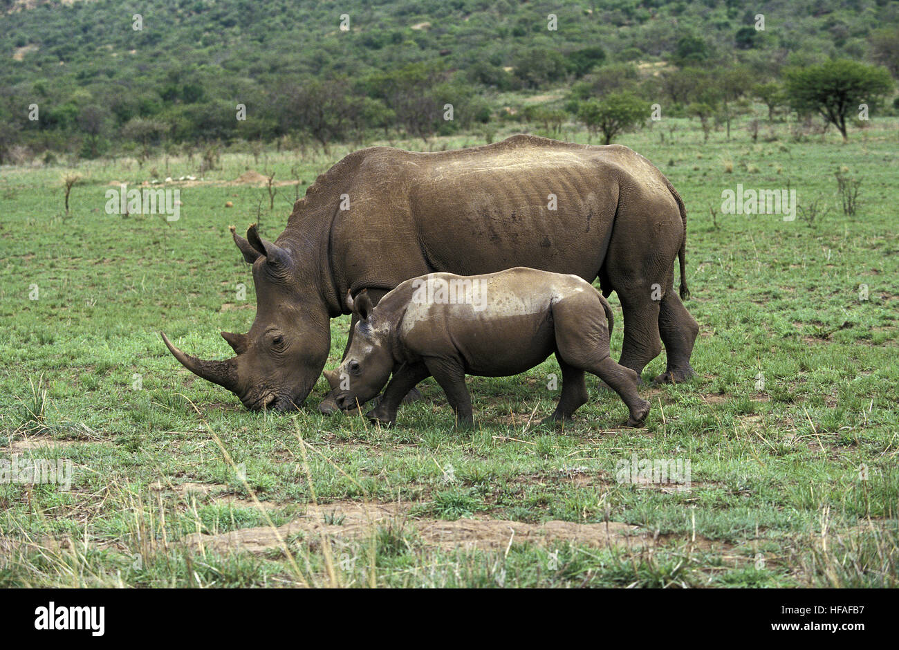 Rinoceronte bianco, Ceratotherium simum, madre e del polpaccio, Sud Africa Foto Stock