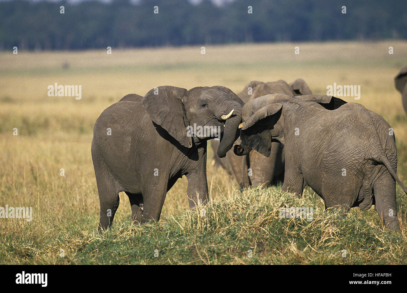 Elefante africano Loxodonta africana, Youngs giocando, Masai Mara park in Kenya Foto Stock