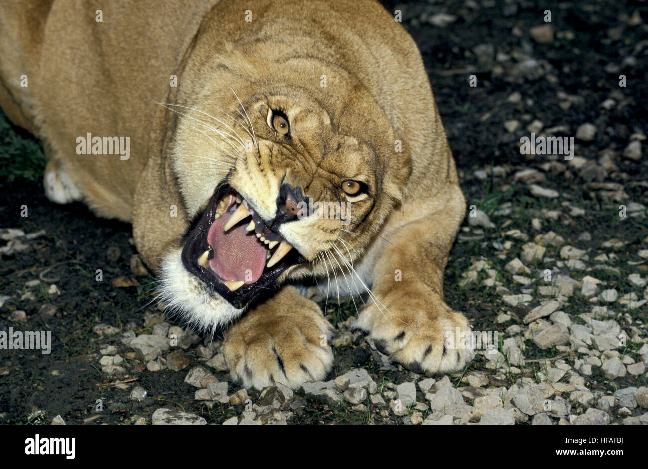 Leone africano, panthera leo, ululano femmina Foto Stock